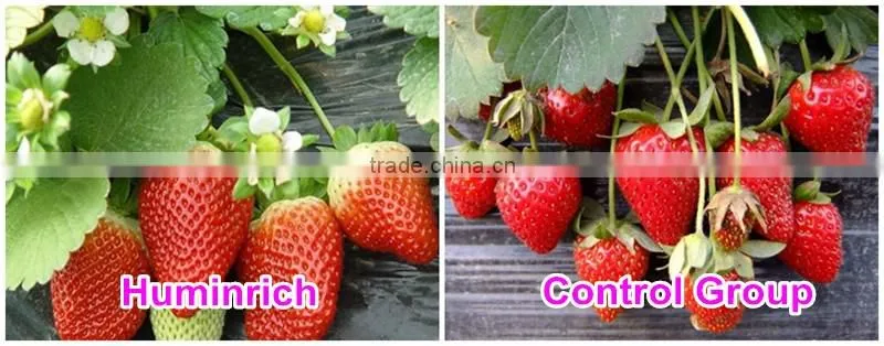 Huminrich 100% Water Soluble Potassium Humate Fertilizantes Para El Melon