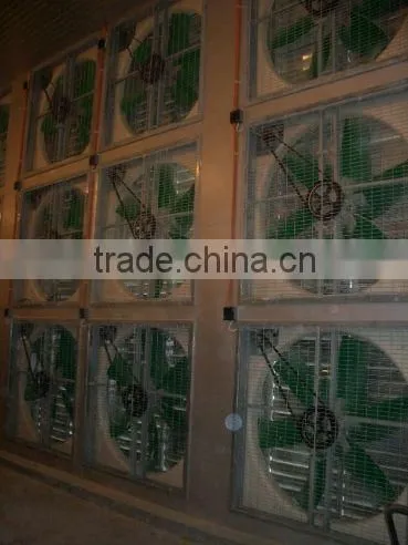 H Frame Pullet Raising System