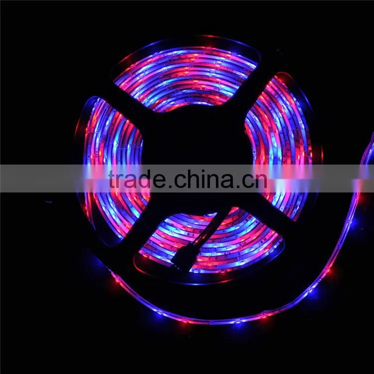 3528 RGB ed strip