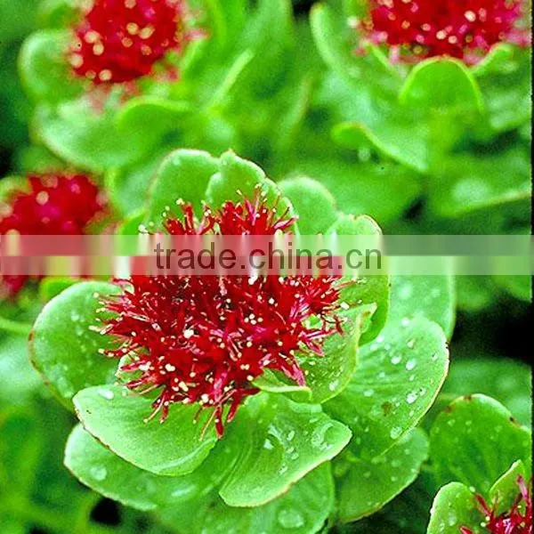 natural Rhodiola rosea extract