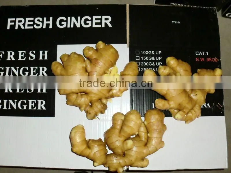 New Crop 2013 Fresh Ginger