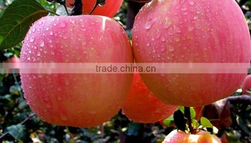 175# Fresh fuji apple