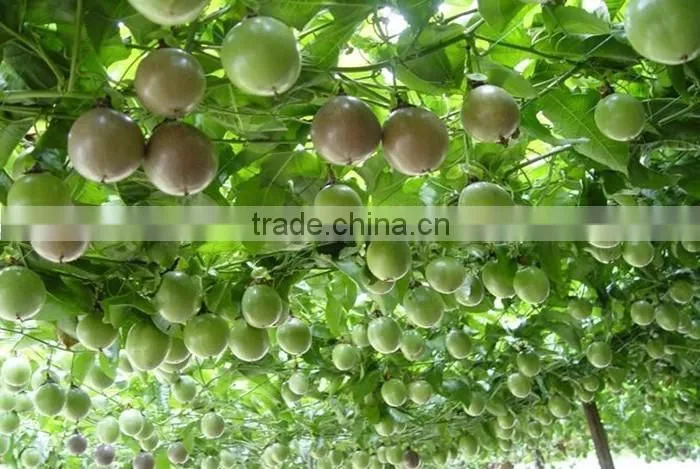 Passion fruit tree seedling