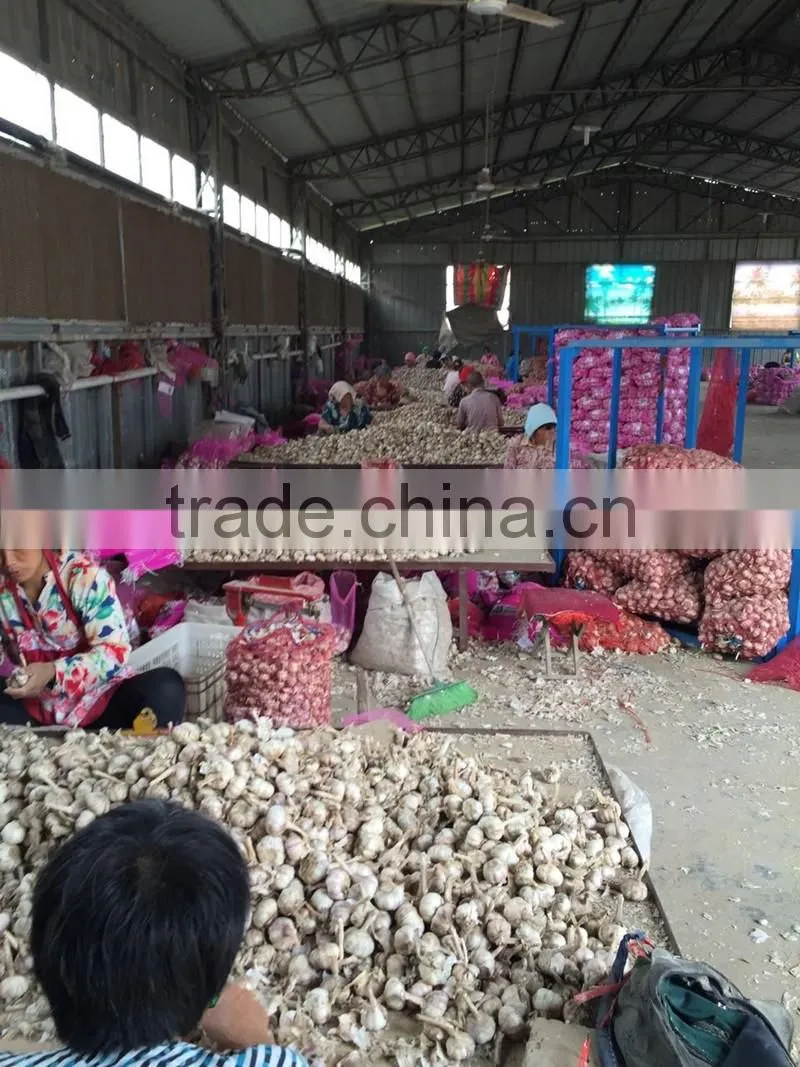 Pack in Mesh Bag or Carton Garlic