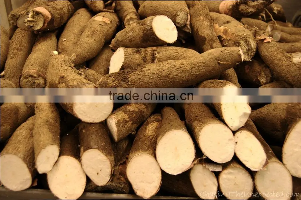 Fresh Cassava Tapioca from Vietnam