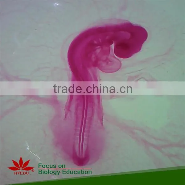 High quality and competitive price science histology lab prepared slides set