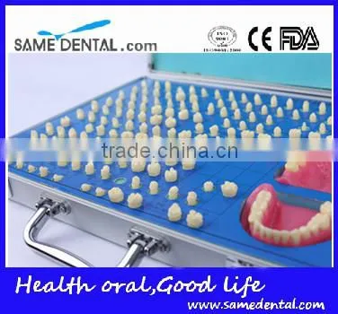 Dental models 151 teeth prepared for the standard model school education demonstration