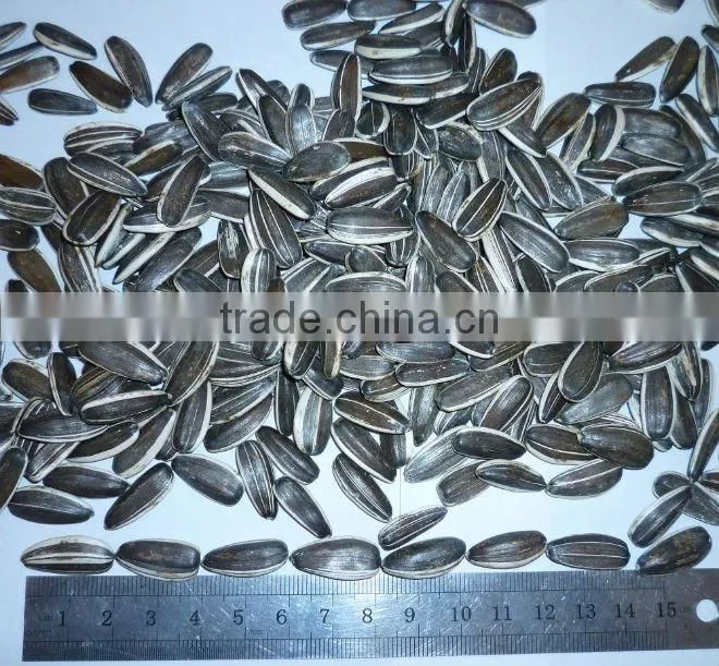 Sunflower Seeds 5009 NEW CROP 2013