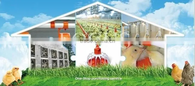 chicken broilers feeding system with automatic drinking system