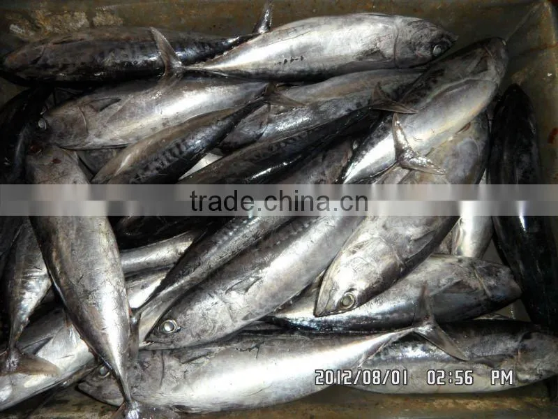good quality frozen bonito