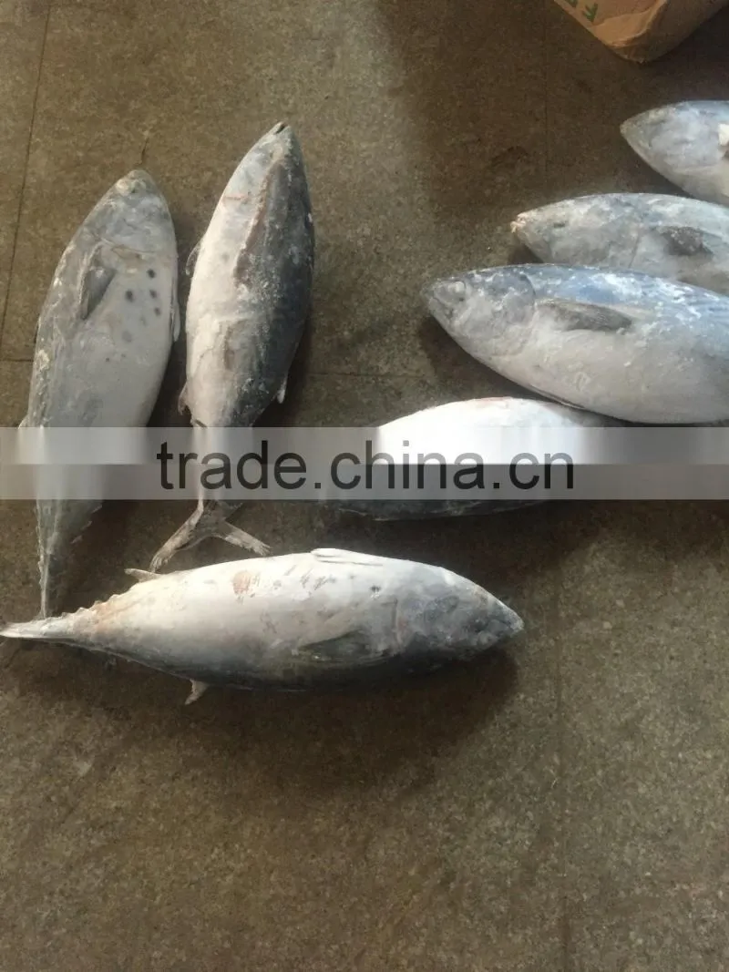 Hot Sale Whole Round Seafrozen High Quality Bonito Tuna
