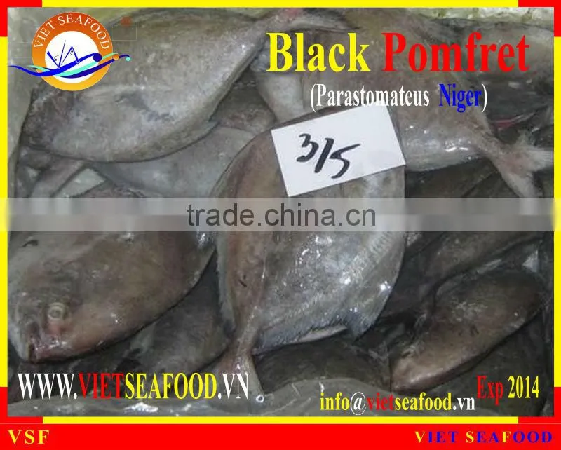 FROZEN WHOLE ROUND BLACK POMFRET