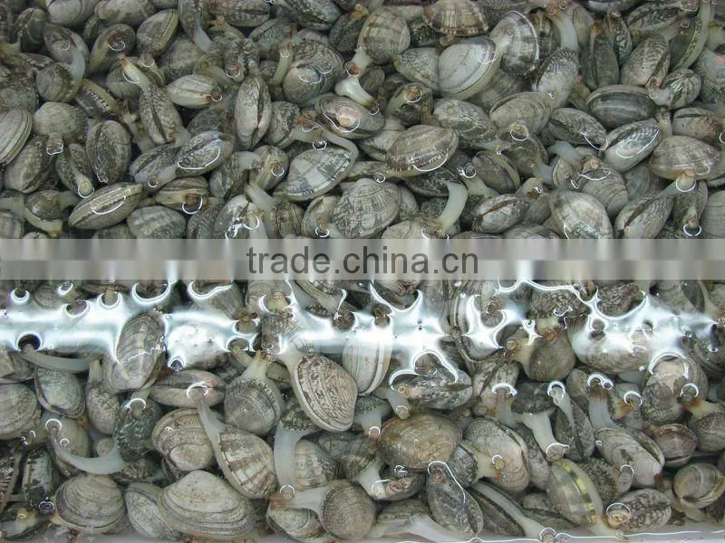 Frozen Baby clam in shell vacuum pack