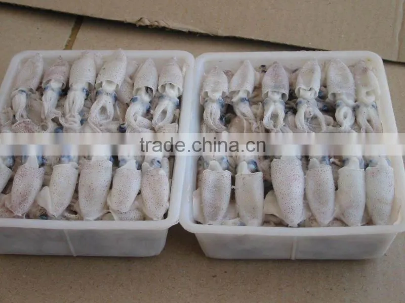 High quality Baby Squid price