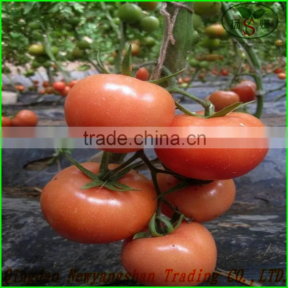 (HOT) TOMATO/TOMATOES/RED TOMATO