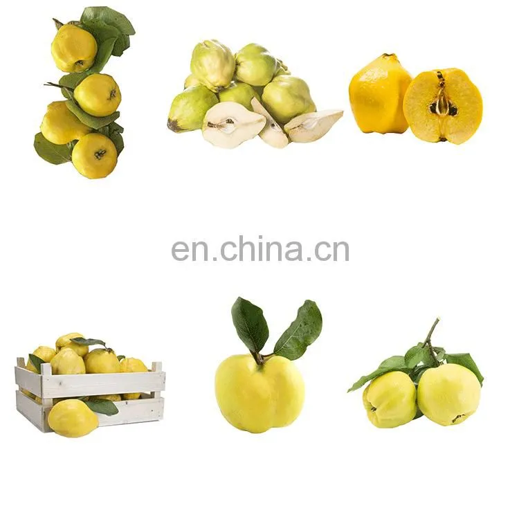 Competitive price and high quality Quinces Corer On Sale
