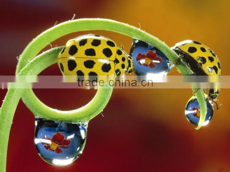 Simulation mechanical foam insect model
