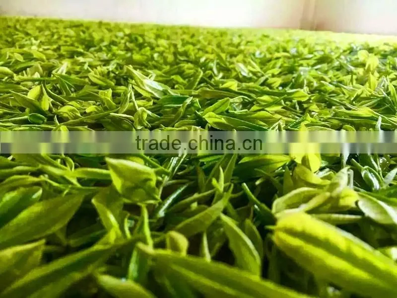 Green Tea Brand Chinese Organic Green Tea
