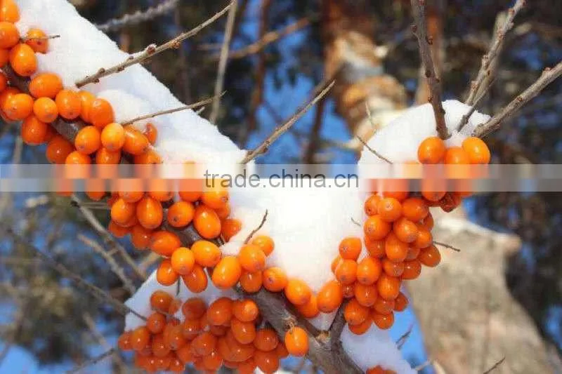 sea buckthorn fruit oil factory,softgel GMP factory