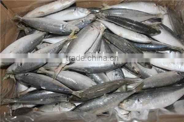 12-14pcs/kg Frozen Round Scad Whole Round