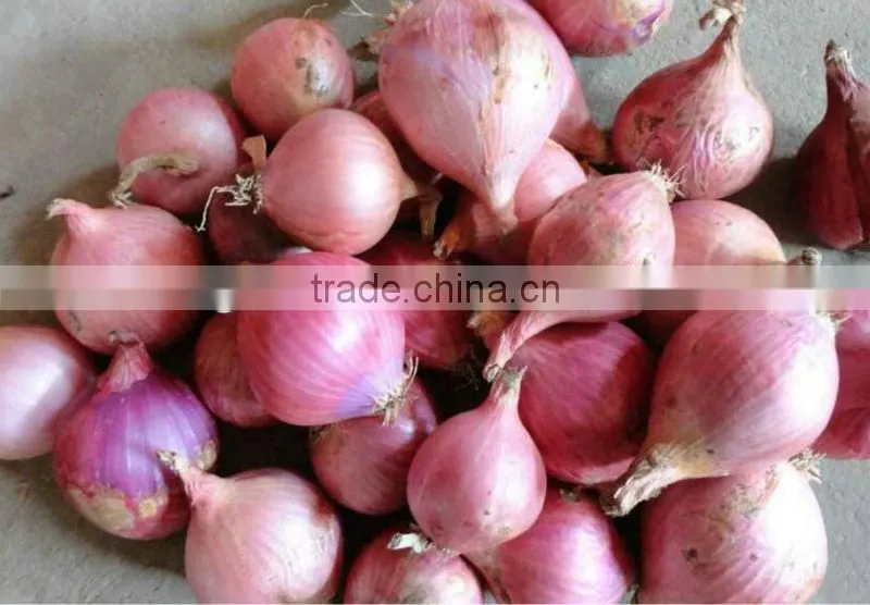 whole Red Onion