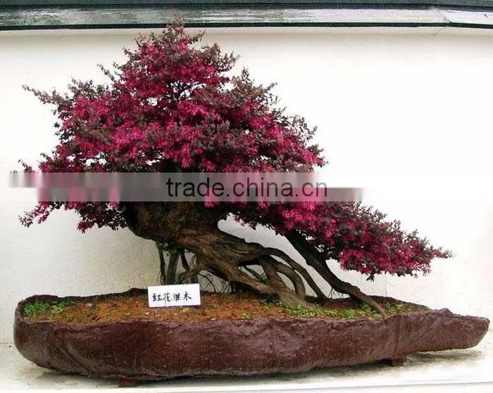 Red Flower Loropetalum Chinense for Ornamental Outdoor Landscaping  Beautiful Bonsai Plants - GoldSupplier