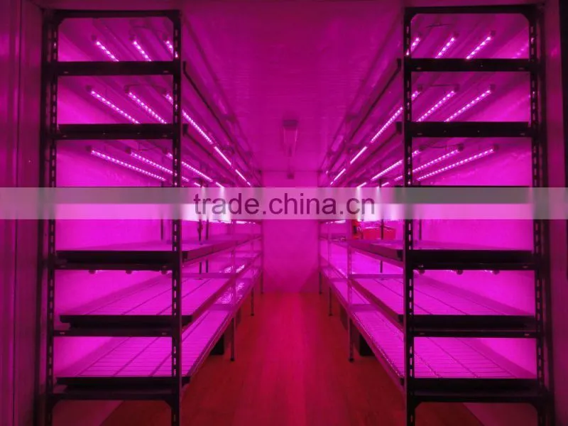Best seller 10W led grow light tube T8 Bridgelux chip for bamboo seedlings