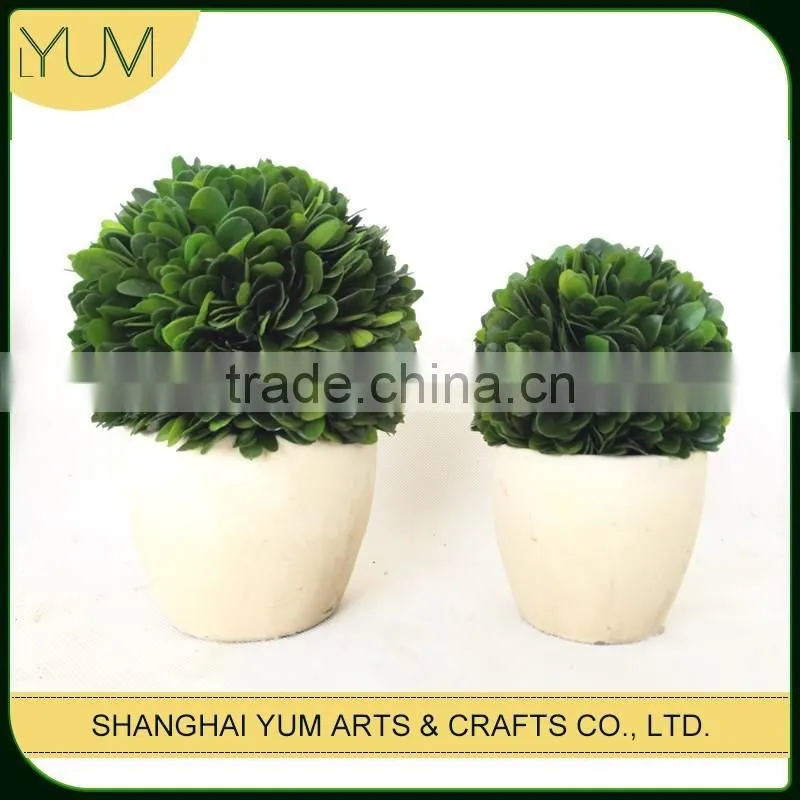small white potted preserved boxwood ball topiary
