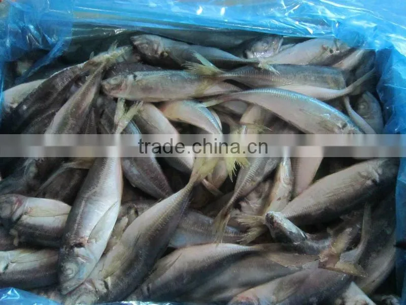 frozen horse mackerel fillets