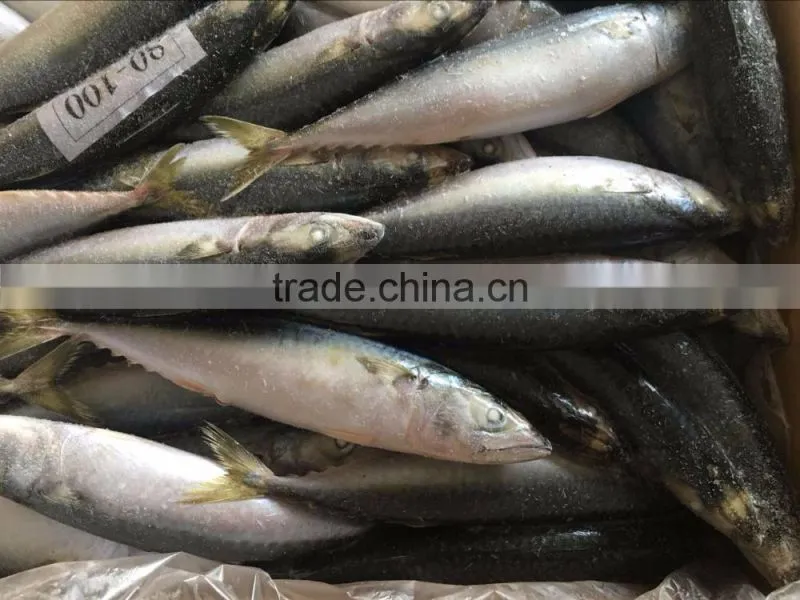 Frozen Mackerel Fish