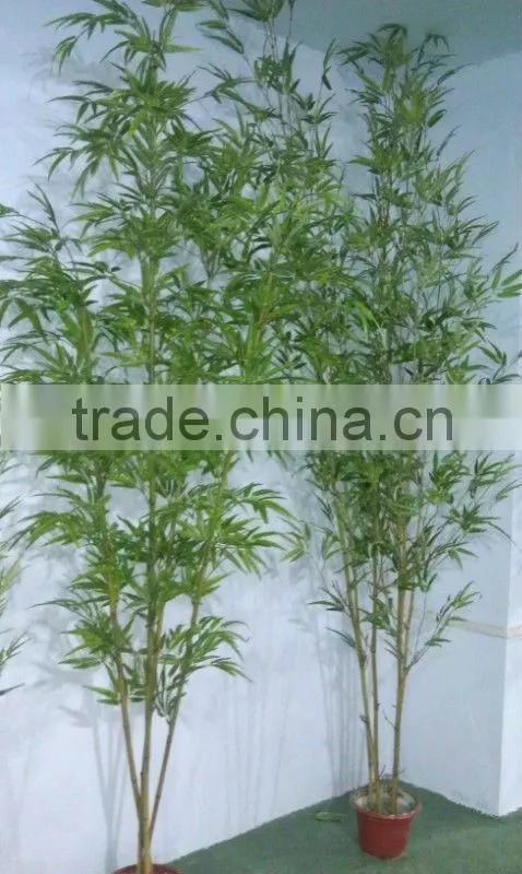Lucky bamboos