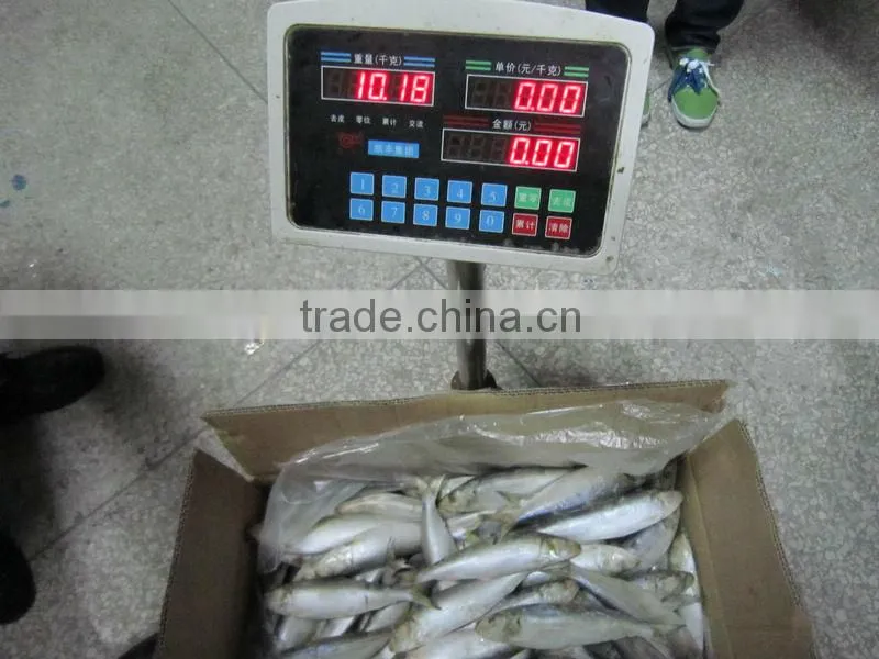 14-16cm frozen horse mackerel