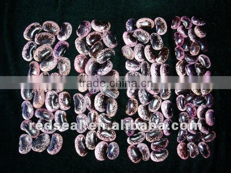 Purple light speckled kidney beans 2016