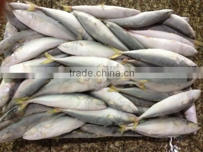 Whole round frozen fish 8-10pcs/kg for canned mackerel
