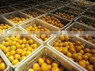 2014 New crop mandarin orange grower in China