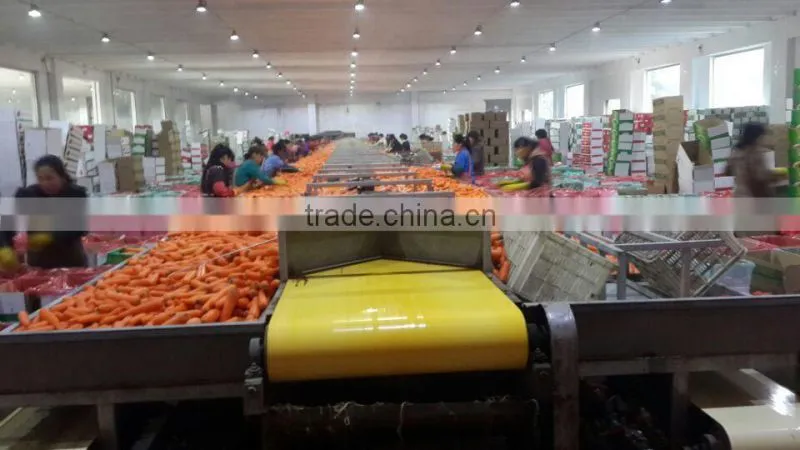 carrots agricultural crops of China