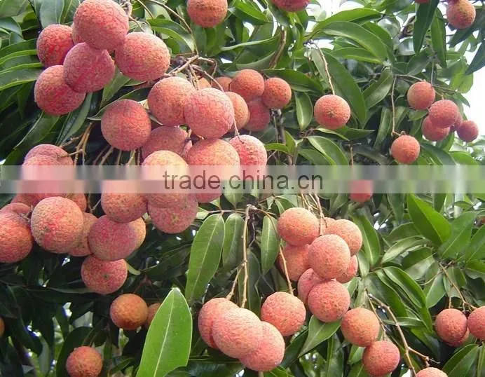 Frozen Lychee