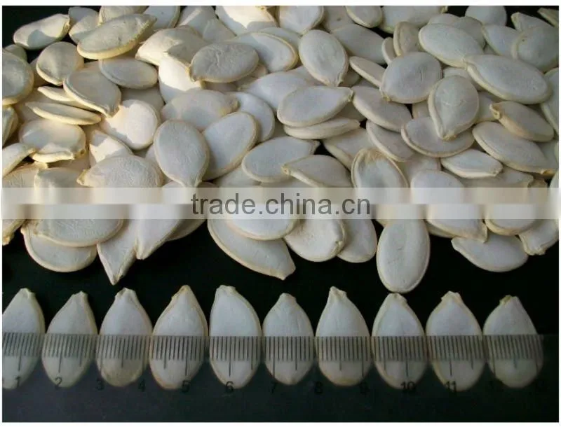 New crop Snow White Pumpkin seeds in shell size 12 cm