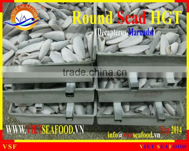 HGT FROZEN ROUND SCAD