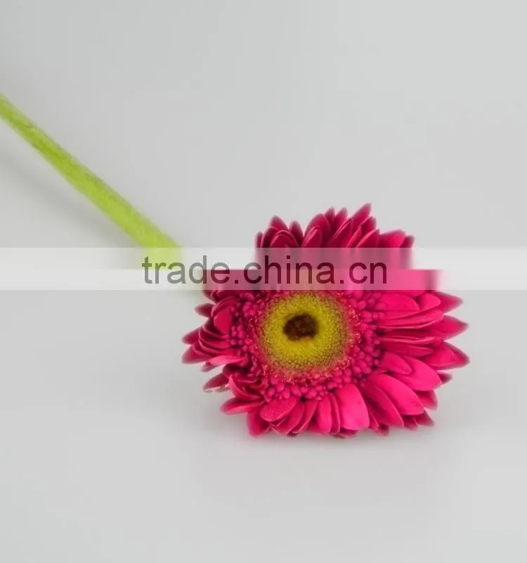 Factory Purple Petal gerbera fresh flower