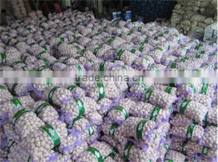 chinese garlic
