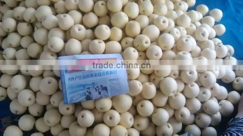 New crop fresh golden pear sweet crisp pear shandong pear