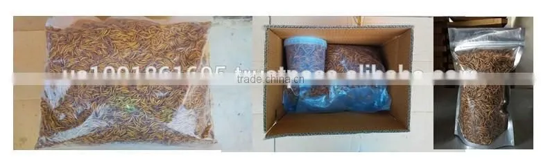 High Nutrition Dried Mealworms for Pet food