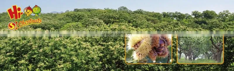 Sweet and easy peeling Chinese chestnut