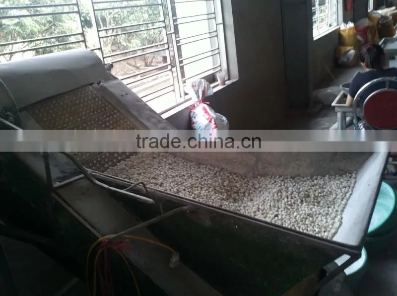 VIETNAM LOTUS SEED, HIGH QUALITY AT RIGHT PRICE