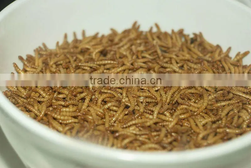 Dried Tenebrio Molitor Reptile Feeding