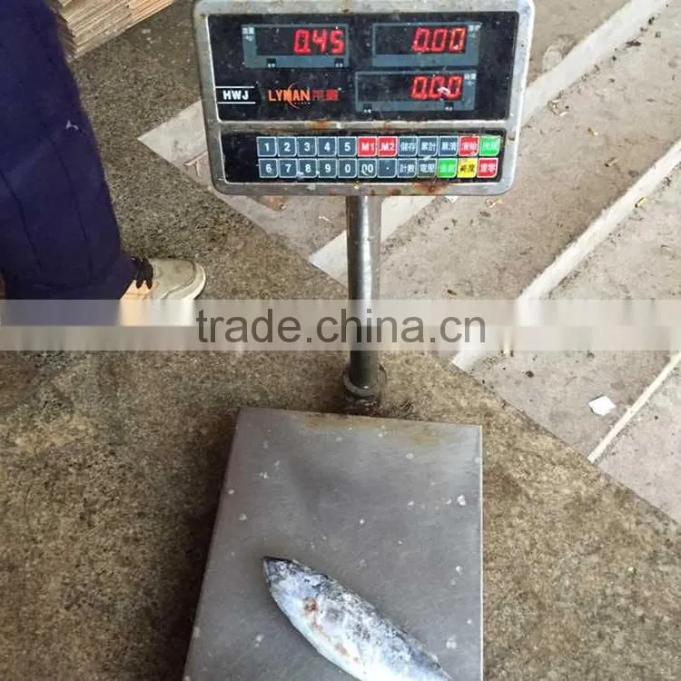 Frozen bonito tuna frozen bonito fish for sale