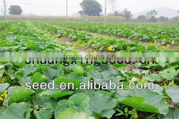 Black Pearl 2 black skin high yield hybrid f1 pumpkin seeds