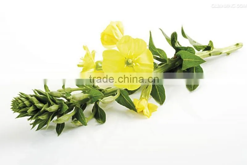 GMP Health Food Evening Primrose Oil Softgel Capsules