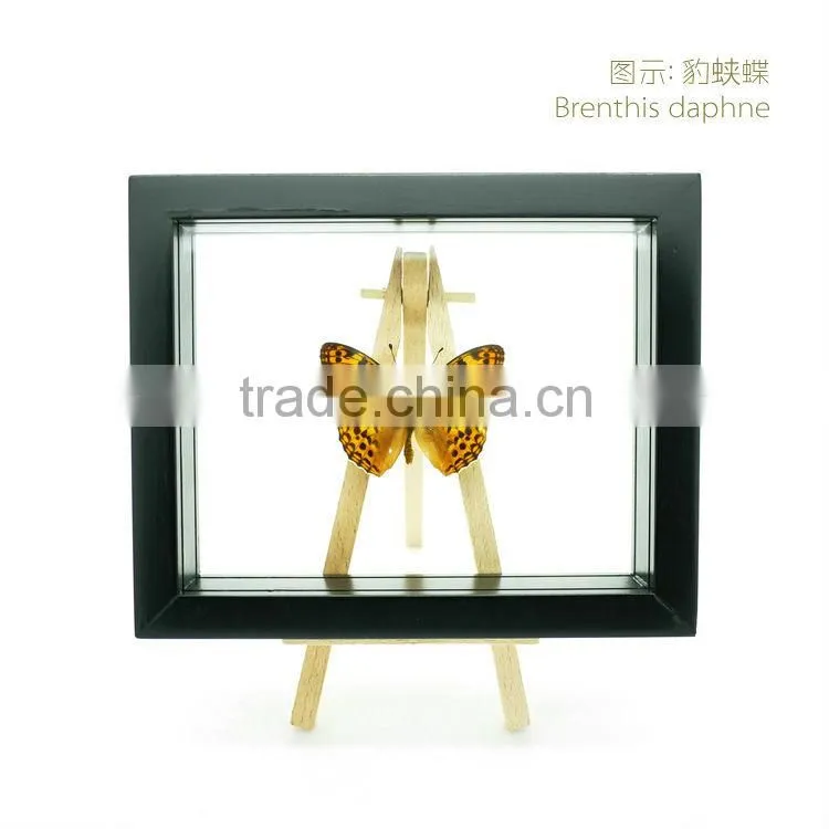 FOUSEN(039) Nature& Art natural species glass craft
